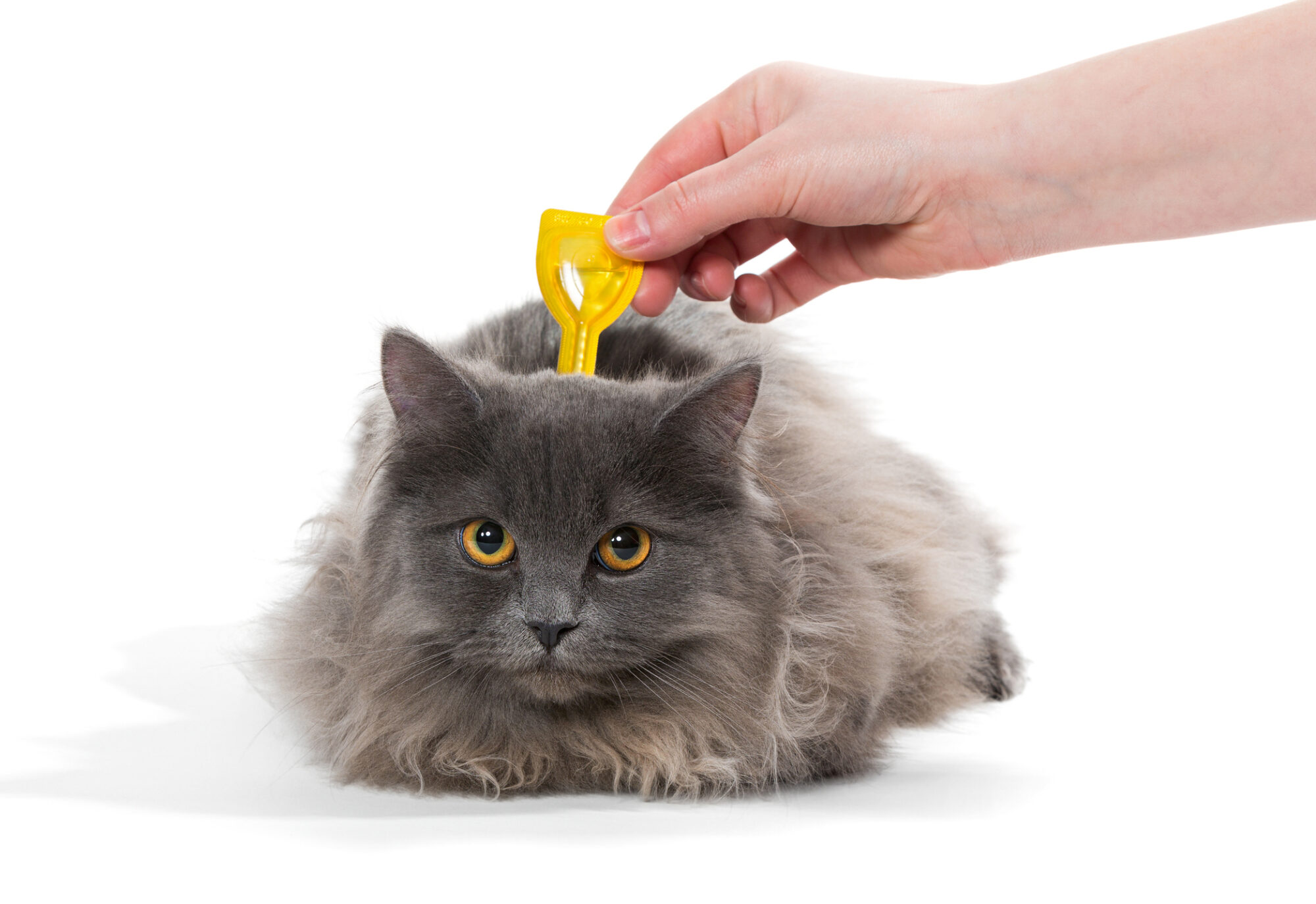 Cat receiving flea treatment.