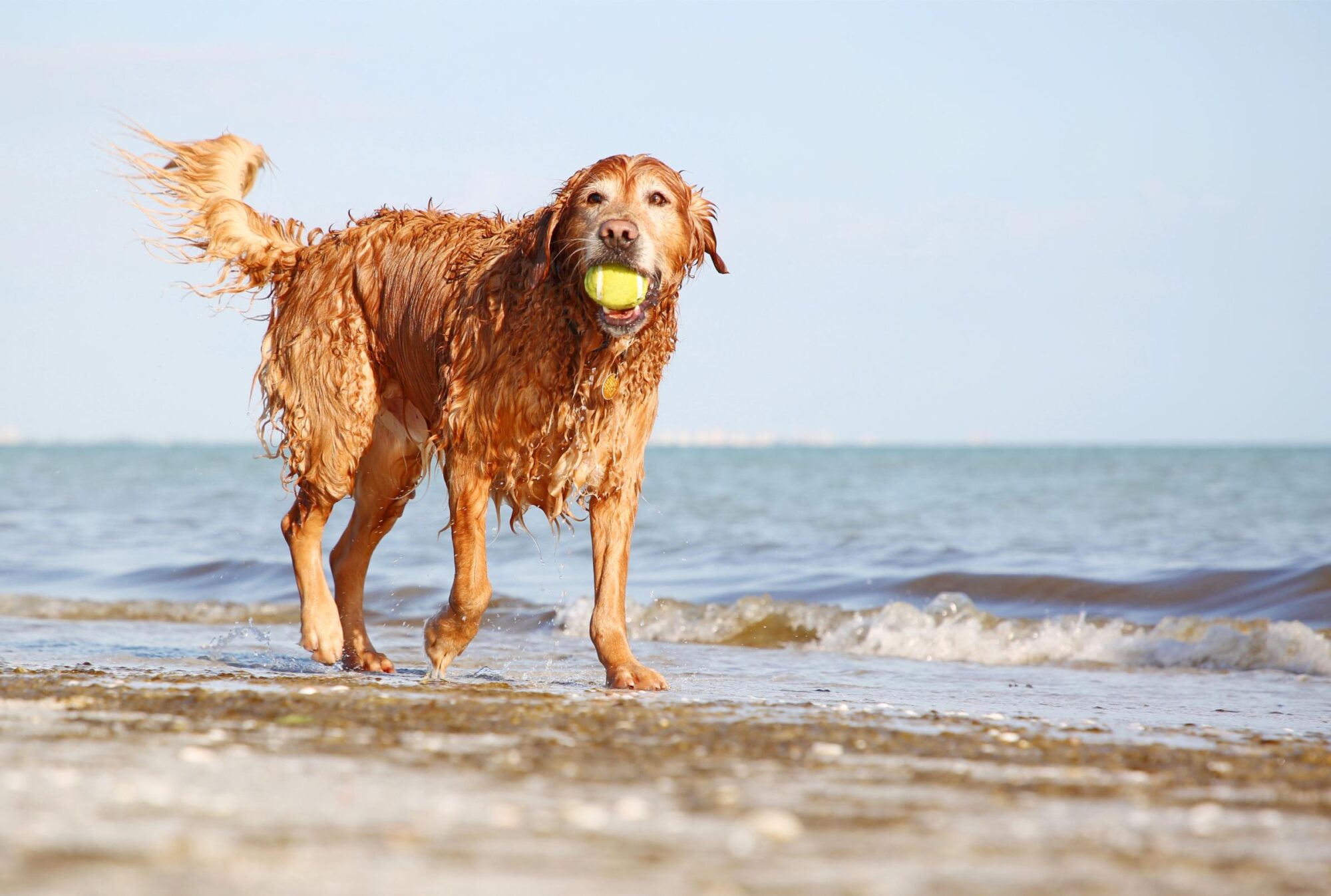 Golden Retriever playing on the beach.