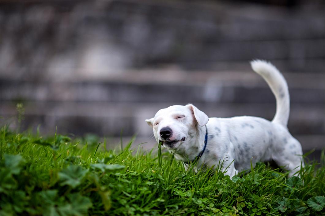 pet eating grass.